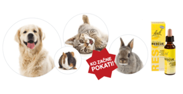 Kaj so Bachove kapljice?