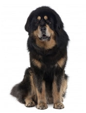 Tibetanski mastif