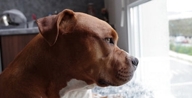 Kaj počne pes, ko je sam doma?