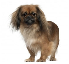 Pekinez (Pekinčan)