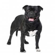 Staffordshire bulterier