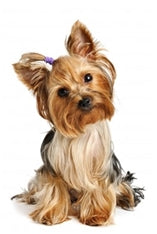 Pasma: Yorkshirski terier (Yorkie)