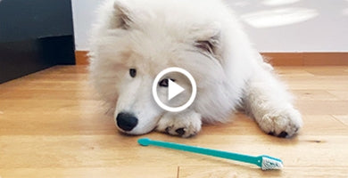 Kako pri mladičku poskrbeti za ustno higieno?