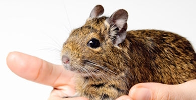 Ali je moj glodalec srečen?