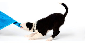 Faza rangiranja 12-16 tednov