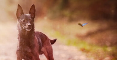 Insektna hrana za pse - korak v prihodnost!