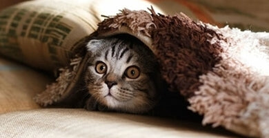 Zakaj mačka lula po stanovanju?