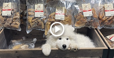 Kakšne posladke potrebuje mladiček?