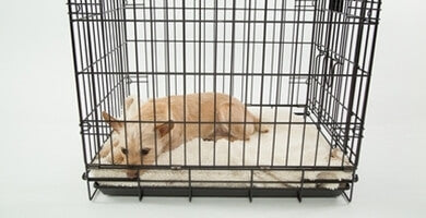 Je bivalni boks za psa mučenje?