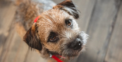 Nega resaste dlake - trimanje