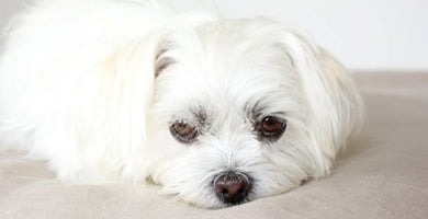 Ko pes zavrača hrano