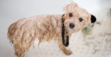 Zimska nega pasjega kožuha