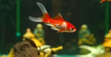 Hranjenje rib med našo odsotnostjo