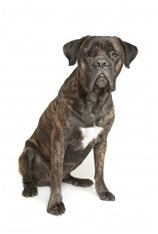 Cane Corso