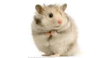 Hrček - kaj vse morate vedeti o njih, njihovi prehrani in oskrbi?