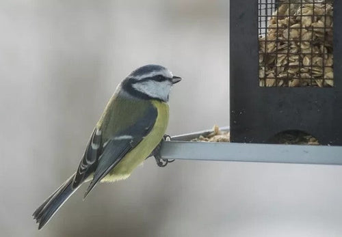 Hranjenje ptic pozimi