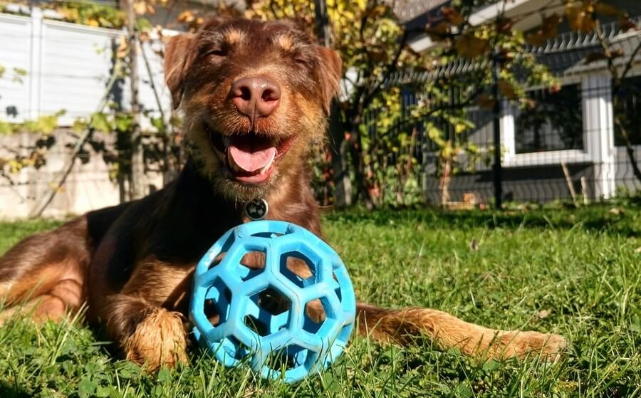 Primerne igrače za psa