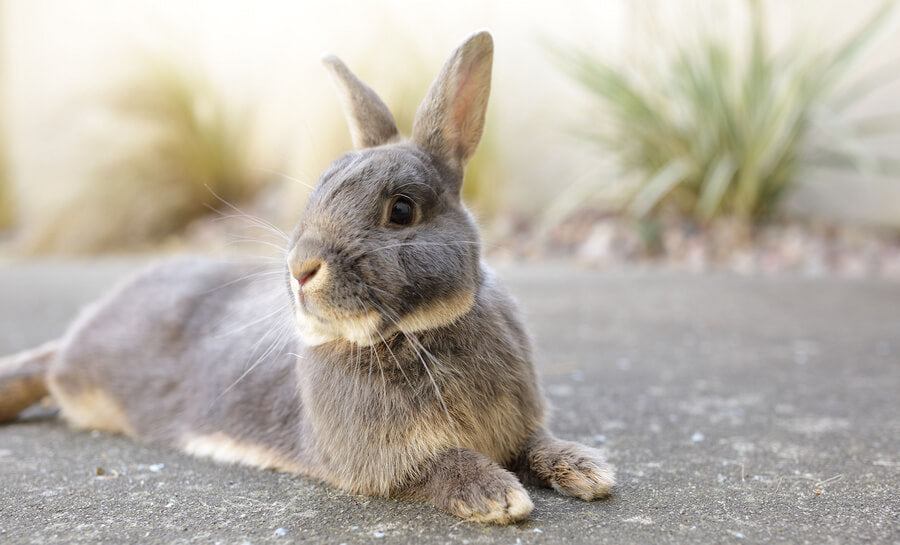 Pravilna skrb za kunca