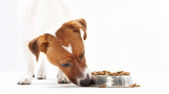 Mešanje različnih vrst pasje hrane