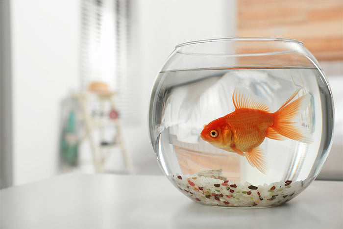 Zakaj bučka ni primerna posoda za ribico?