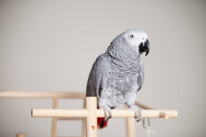 Primerna skrb za ptice