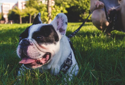 Nasvet: Pravilna uporaba slednega povodca