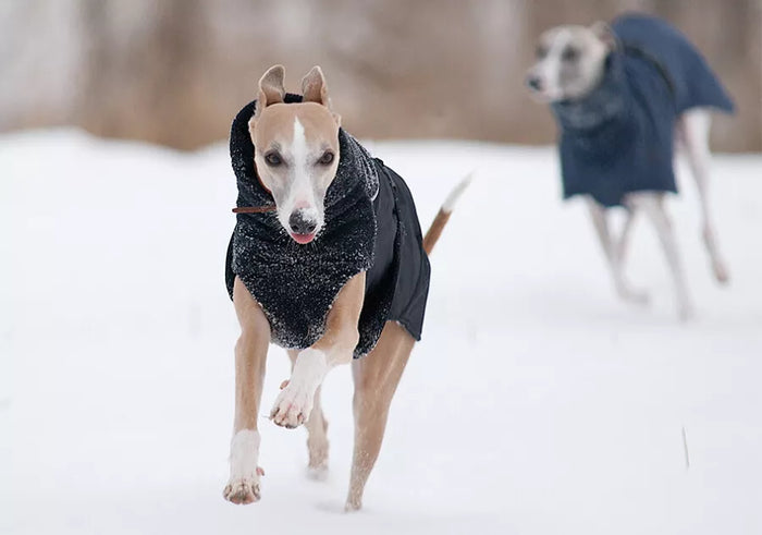 Tudi vašega psa zebe?