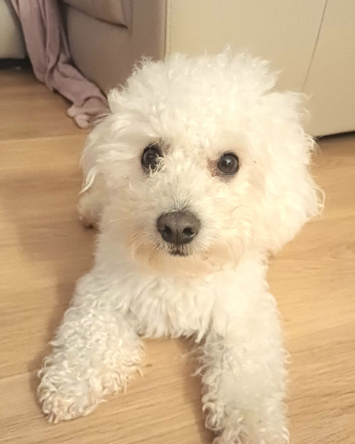 Mr.Pet spletna trgovina