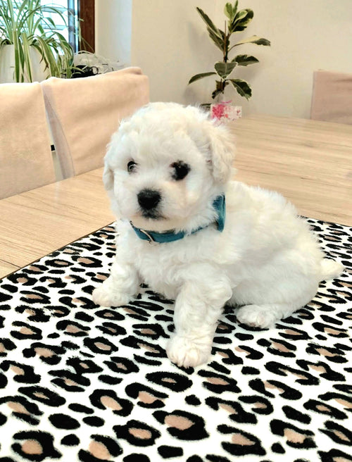 Mr.Pet spletna trgovina