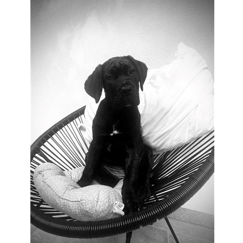 Mr.Pet spletna trgovina