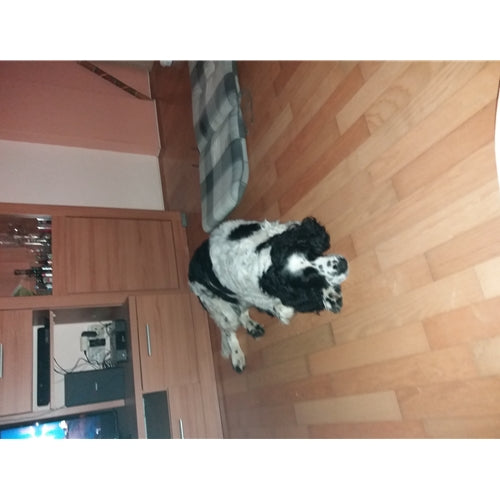 Mr.Pet spletna trgovina