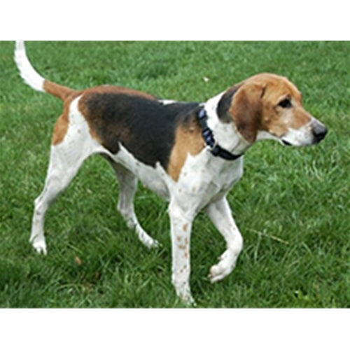 Mr.Pet spletna trgovina