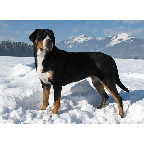 Mr.Pet spletna trgovina
