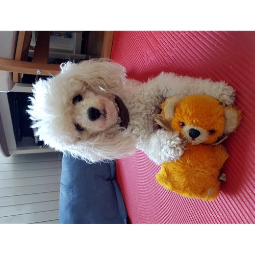 Mr.Pet spletna trgovina