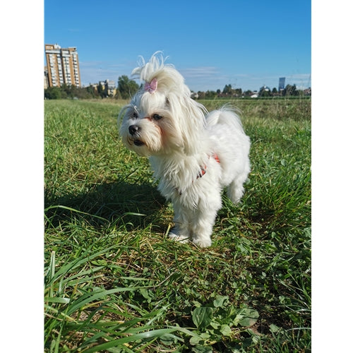 Mr.Pet spletna trgovina