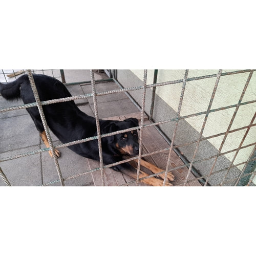 Mr.Pet spletna trgovina