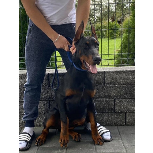 Spletna trgovina Mr.Pet