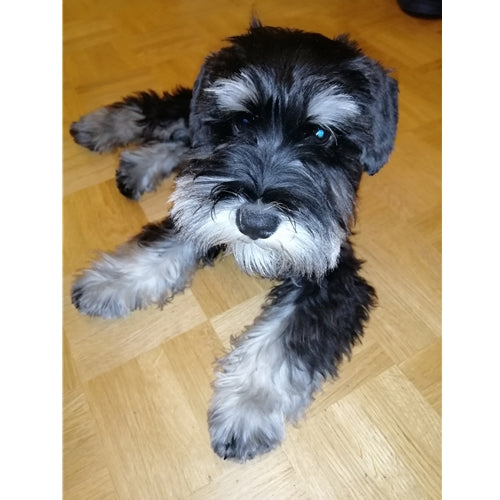 Mr.Pet spletna trgovina