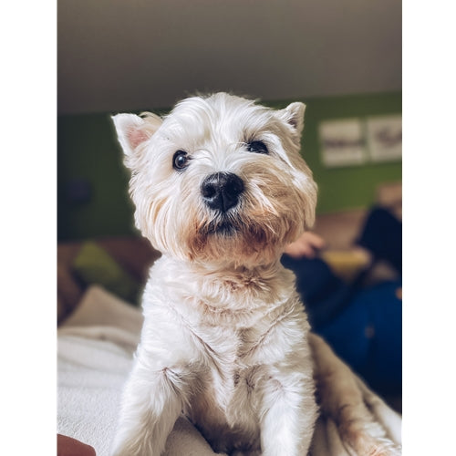 Mr.Pet spletna trgovina