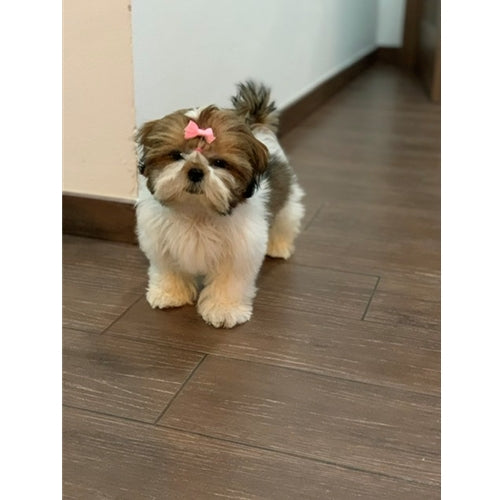 Mr.Pet spletna trgovina