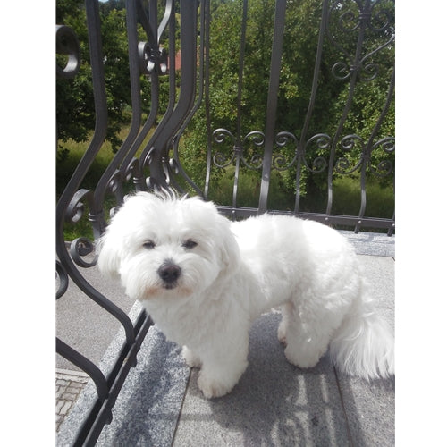 Mr.Pet spletna trgovina