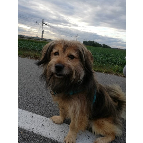 Mr.Pet spletna trgovina