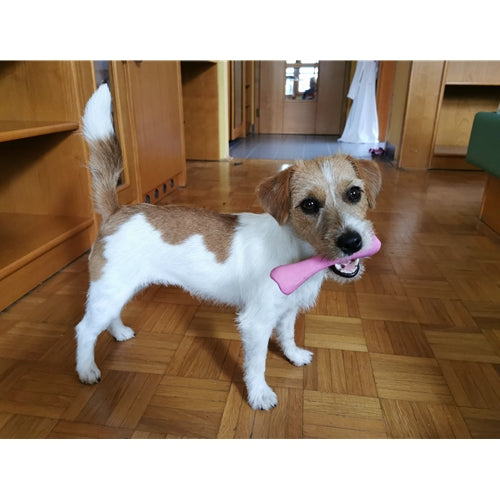 Mr.Pet spletna trgovina