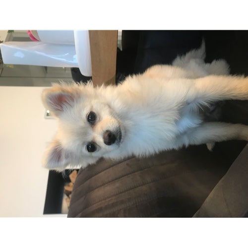 Mr.Pet spletna trgovina