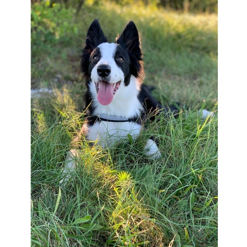 Mr.Pet spletna trgovina