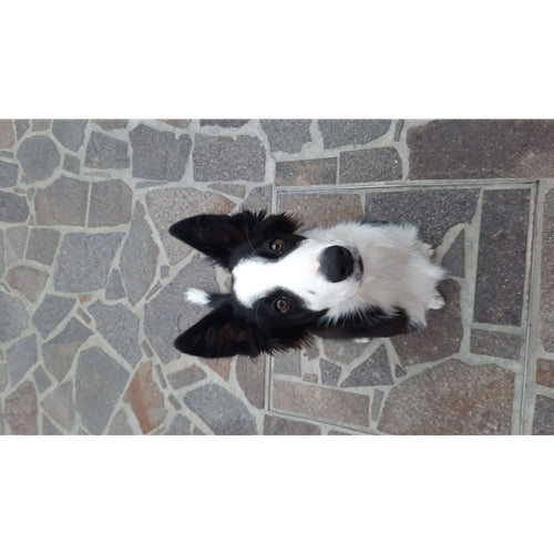 Mr.Pet spletna trgovina
