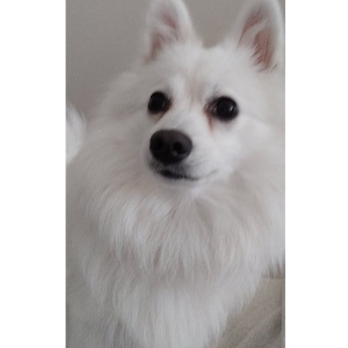 Mr.Pet spletna trgovina