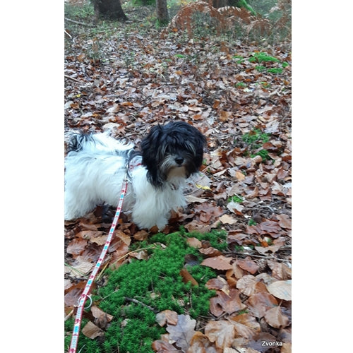 Mr.Pet spletna trgovina