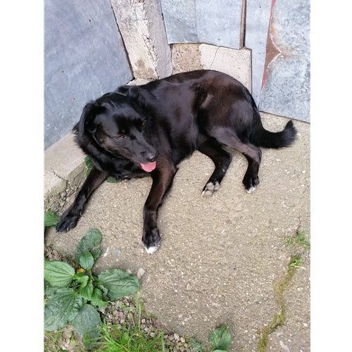 Mr.Pet spletna trgovina