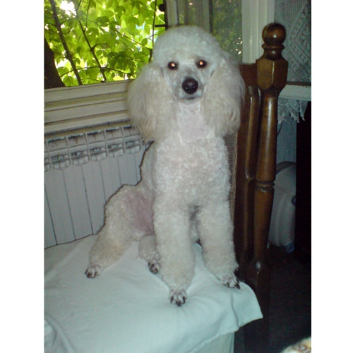 Mr.Pet spletna trgovina
